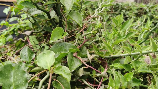 Zoomed-in perspective of green wild weeds flourishing freely in an outdoor garden space