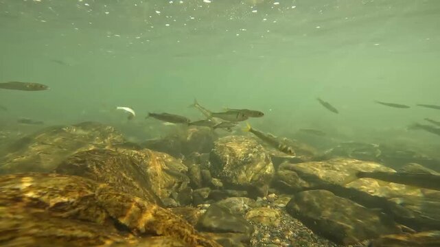 琵琶湖流入河川のコアユの美しい水中風景
"A beautiful underwater scene featuring Ayu in a river flowing into Lake Biwa."