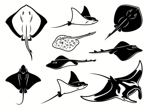 Set of stingray vector illustration