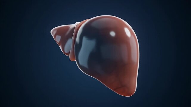Human Liver Anatomy and Hepatic Metabolic Health