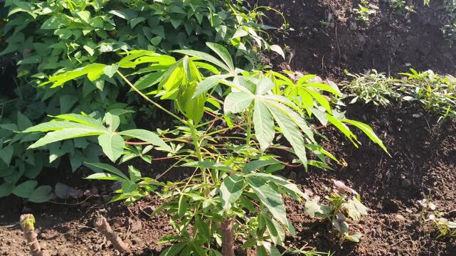 Close perspective of a healthy Manihot esculenta plant sprouting outdoors in a sunny plantation