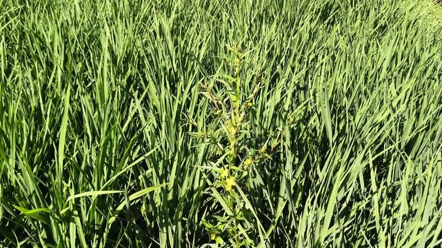 Detailed view of young rice crops thriving densely in a flooded agricultural plantation