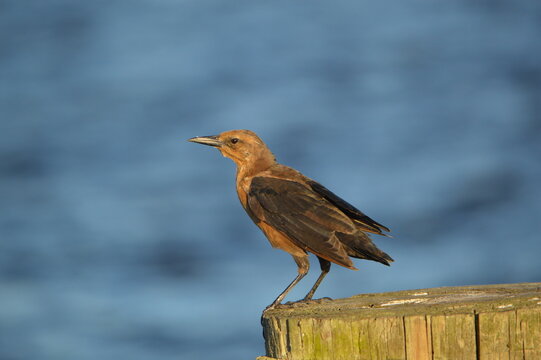 Florida Wildlife Grackle Stares Back