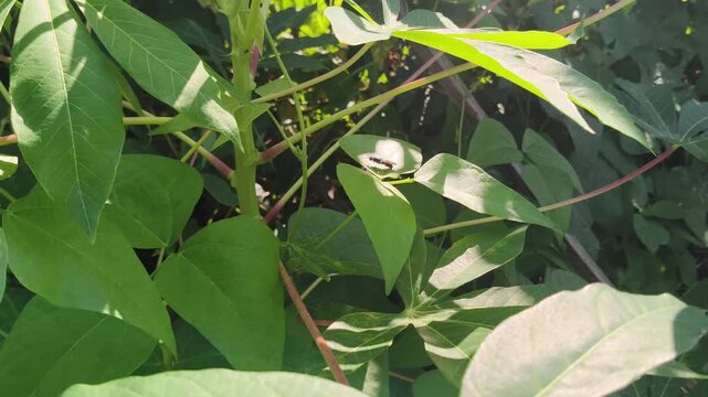 Close shot focusing on fresh textured young tapioca leaves under bright sunlight