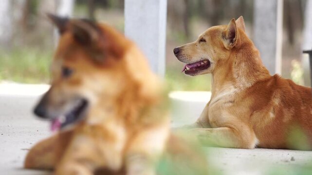 Brown Thai dog kept by a farmer to guard the garden, watching the surrounding agricultural area and helping protect crops, equipment, and property in a peaceful rural environment.