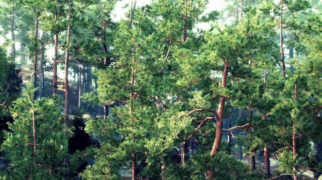 Tall trees fill the landscape in a forest area. Sunlight filters through the branches, creating patterns on the ground. The foliage is lush and vibrant, showing signs of healthy growth.