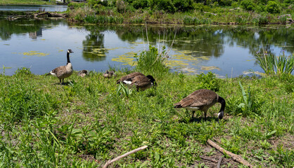 Canada Geese Resting Beside Pond in Green Urban Park © Olha Semeniv