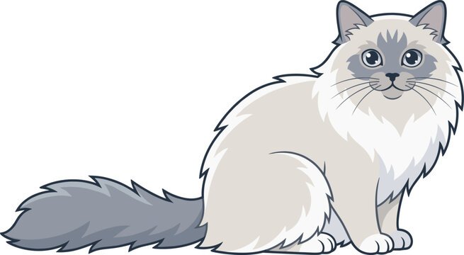 Beautiful cartoon Ragdoll cat vector illustration featuring a fluffy longhaired blue point character with large eyes sitting down isolated on white background