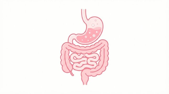 Human digestive system featuring the stomach and intestines illustrated in a clean minimal flat vector style isolated against a bright and plain white background area