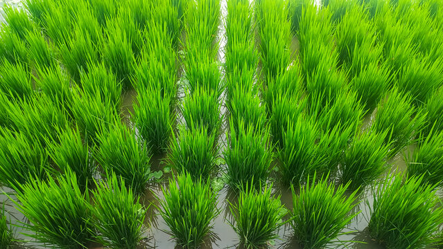 Aerial close-up of vibrant green rice seedlings growing in neat rows in a flooded paddy field.