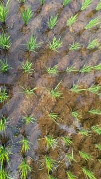 Structured Early Agricultural Growth and Systematic Cultivation Concept
