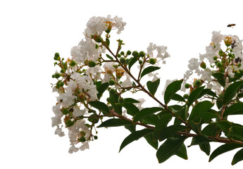 White crepe myrtle flower branch with green leaf and transparency background © plaassc