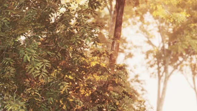 Sunlight shines through the leaves of tall trees in a forest at dawn. The scene shows green foliage and a warm atmosphere as the day begins.