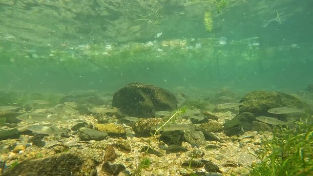 琵琶湖岸で群れるアユの群れの水中映像
Underwater footage of a school of ayu (sweetfish) gathering along the shore of Lake Biwa.