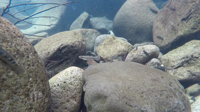 ボウズハゼのオス同士の縄張り争いの水中映像, Underwater footage of territorial disputes between male rock-climbing gobies.