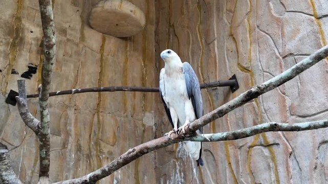 A majestic white-bellied sea eagle perches motionlessly on a rustic branch inside a sanctuary enclosure, scanning its surroundings with sharp eyes.