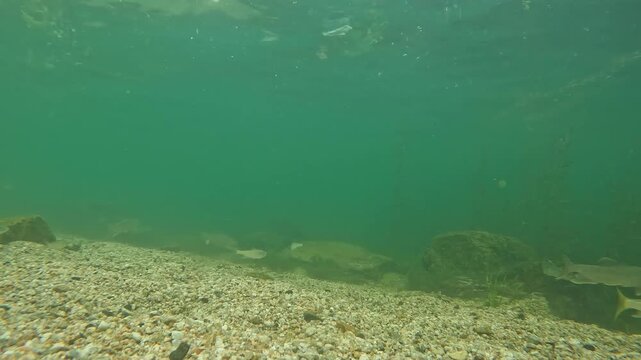 琵琶湖岸の魚の群れの水中映像, Underwater footage of a school of fish off the shore of Lake Biwa.