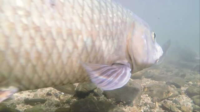琵琶湖流入河川の大きな魚(ニゴイ)の群れの水中映像, Underwater footage of a school of large fish (Japanese barbel steed) in a river flowing into Lake Biwa.