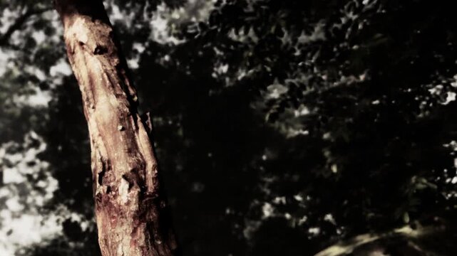 A tall tree trunk stands in a dense forest close to a flowing river. Sunlight filters through the leaves, creating shadow patterns on the ground. Sounds of nature fill the area.