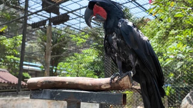 A striking black palm cockatoo spreads its impressive wings while standing proudly on a wooden perch, displaying its powerful silhouette and distinctive red cheek patch