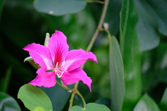 Pink bauhinia flower hong kong orchid tree blossom blooming on branch with green leaves