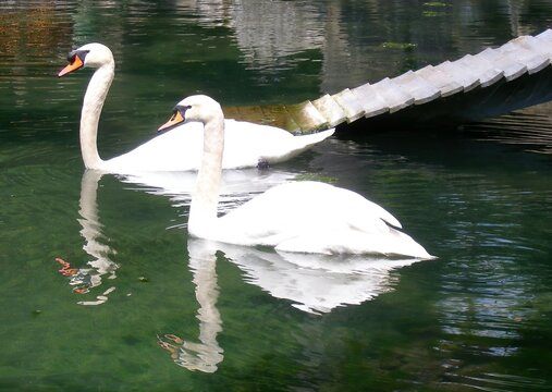 A pair of white swans is swimming on the dark surface of the water