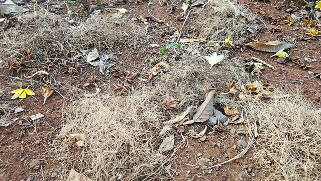 Fallen frangipani flowers and dry leaves scattered on arid soil texture ground.