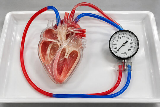 Anatomical heart model with circulation tubes and pressure gauge on laboratory tray, hemodynamic education concept