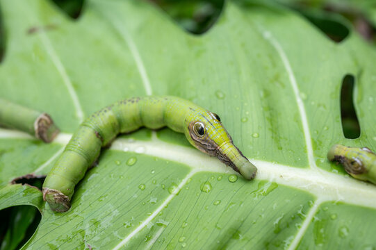 Caterpillar mimics snake head crawling on plant leaf. A caterpillar is the larval stage of a moth or butterfly.