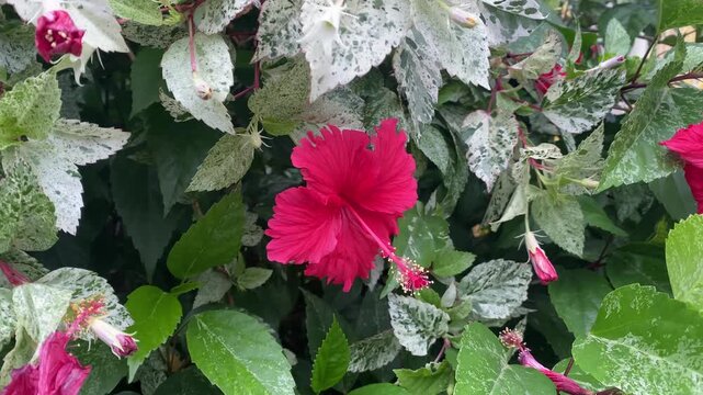 Vibrant red hibiscus flower blooming among beautiful variegated white and green leaves, showcasing tropical botanical garden details and exotic floral nature concepts.