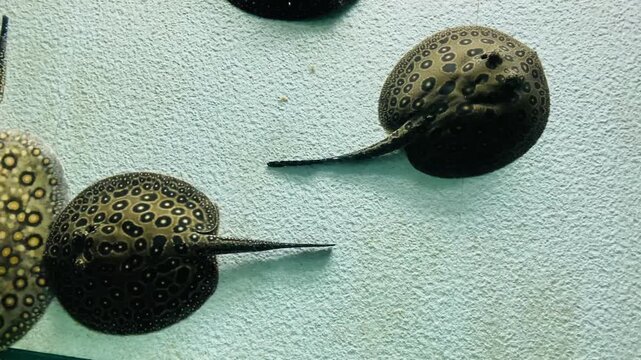 Top view of ocellate river stingrays, Potamotrygon motoro, swimming in a fresh water aquarium tank, showing their unique circular leopard pattern skin and tails.