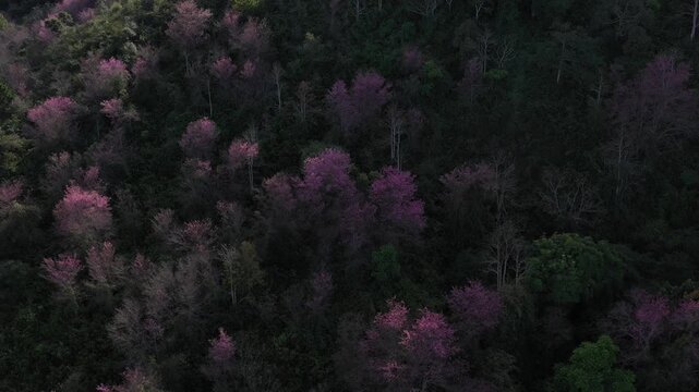 Aerial view of Mai Anh Dao forest at the foot of Lang Biang Mountain, Lang Biang Ward, Da Lat, Lam Dong, Vietnam, with sunlight illuminating the scenic highland landscape.