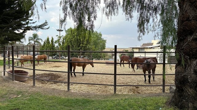 Horses