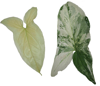 a unique pattern of white and green leaves of variegated leaves from a Syngonium podophyllum 'Albo Variegata' , known as an Albo Arrowhead plant, albino leaves.