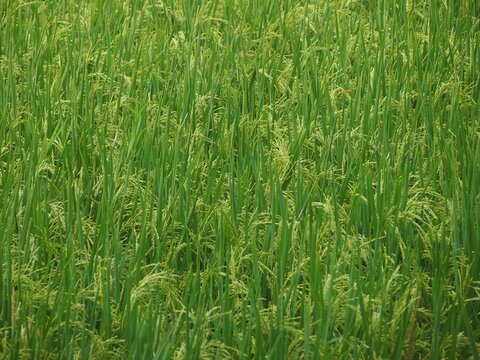 Lush green rice field with young crops entering the flowering and grain-filling stage, Heading or flowering stage of rice plants (Oryza sativa) in close up for background.