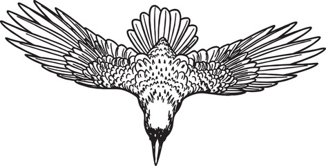 Naklejka premium Black and white line drawing of a crow flying with wings spread illustration wildlife halloween mysterious isolated minimalist silhouette predator birdwatching creature ethereal