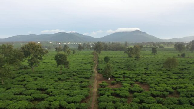 Aerial drone view of the lush tea plantations in Bien Ho, Gia Lai, Vietnam, featuring endless green tea fields and scenic Central Highlands countryside.