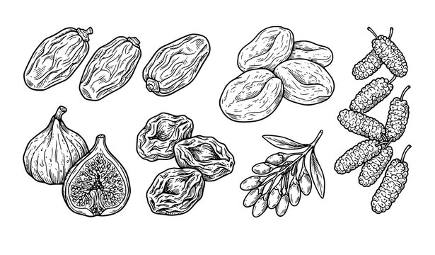 Premium dried fruits Medjool date fig prune apricot goji mulberry hand drawn outline vector set