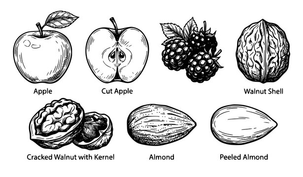 Fresh fruit and nut apple blackberry walnut almond black hand drawn vector set