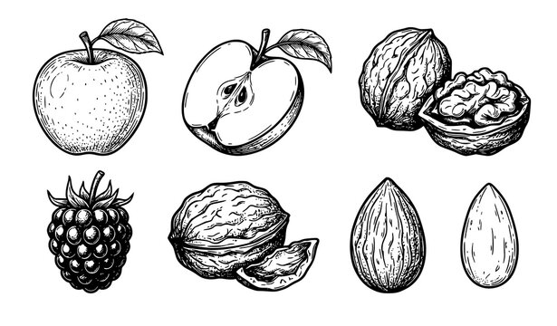 Hand drawn apple blackberry walnut and almond black line vector icon set