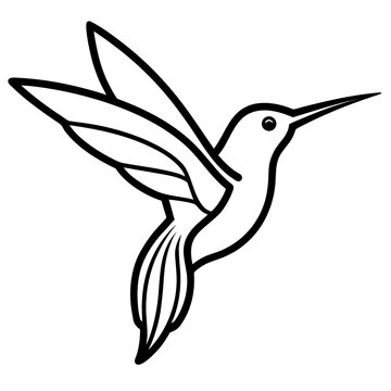 hummingbird vector illustration