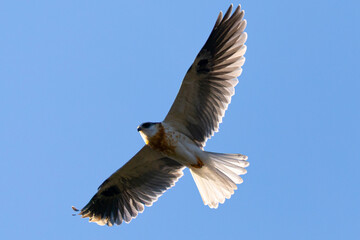 Obraz premium Close view of a juvenile white-tailed kite flying, seen in the wild in North California 