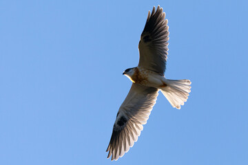 Fototapeta premium Close view of a juvenile white-tailed kite flying, seen in the wild in North California 