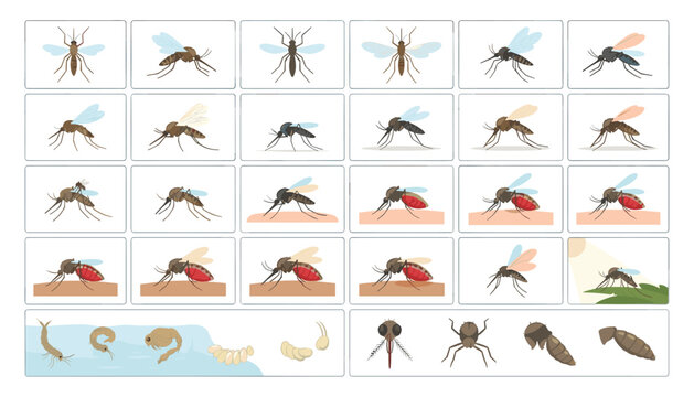 Mosquito Life Cycle and Behavior Vector Set Showing Larvae, Pupa, Flying Parasites, and Blood Sucking Insects for Healthcare, Medical, and Pest Control Infographics
