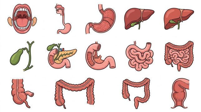 Colorful illustrated human digestive system organs.