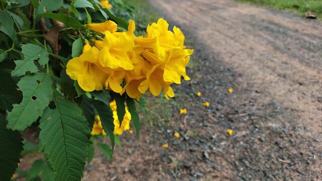 Beautiful yellow flowers (Tecoma stans) blooming beside a rural dirt road in the countryside.