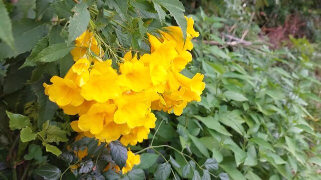 Beautiful yellow flowers (Tecoma stans) gently swaying in the breeze beside a rural dirt road.