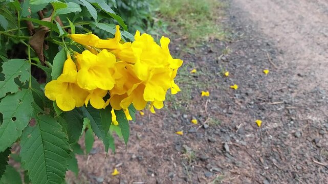 Beautiful yellow flowers (Tecoma stans) gently swaying in the breeze beside a rural dirt road.