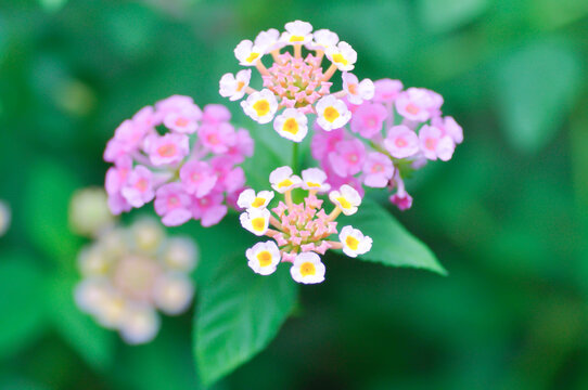 Lantana camara L, Cloth of gold or Hedge flower or Lantana or Weeping lantana or White sage or VERBENACEAE or pink flower in the garden