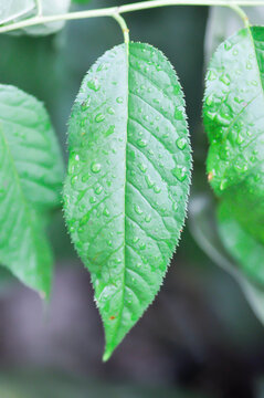 wind himalayan cherry or prunus cerasoides or sakura leaf and rain droplet or dew drop on the leaf or wind himalayan cherry tree